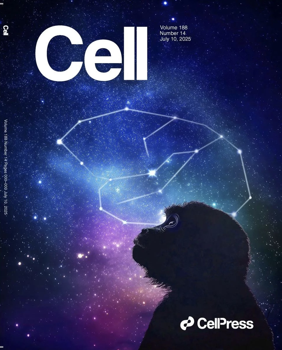 中国科学家联合发布介观脑图谱系列成果——实现从啮齿类到灵长类大脑的跨越